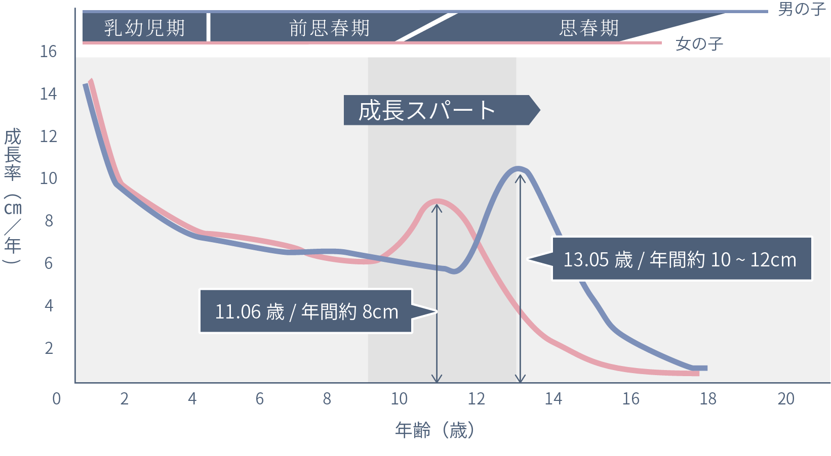 成長スパートの9-13歳までの間に、女の子は11歳ごろ、男の子は13歳ごろに成長率が伸びる