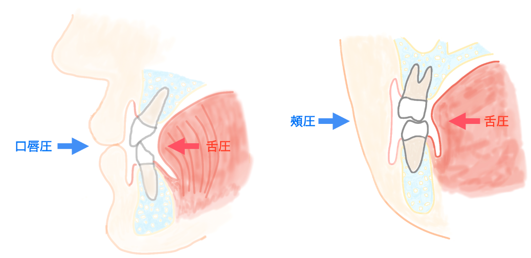 口唇圧と舌圧、頬圧と舌圧のバランス関係